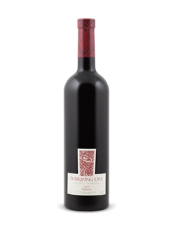 Athene Burrowing Owl 